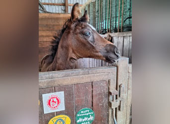 Holstein, Mare, Foal (05/2024), 16,3 hh, Bay-Dark