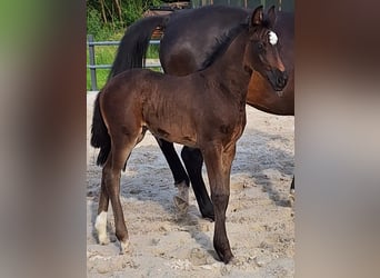 Holstein, Mare, Foal (05/2024), 16.3 hh, Bay-Dark