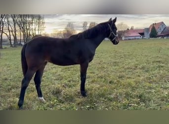 Holstein, Mare, Foal (03/2025), 16.3 hh, Brown