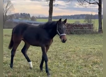 Holstein, Mare, Foal (03/2025), 16.3 hh, Brown