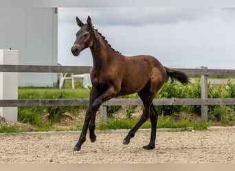 Holstein, Mare, Foal (03/2023), 16.3 hh, Smoky-Black