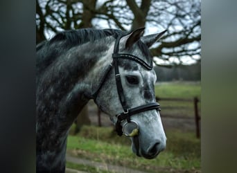 Holstein, Mare, Foal (05/2026), 16 hh, Grey
