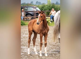 Holstein, Mare, Foal (05/2025), 16,1 hh, Brown