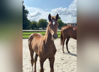 Holstein, Mare, Foal (05/2025), 16,1 hh, Chestnut-Red