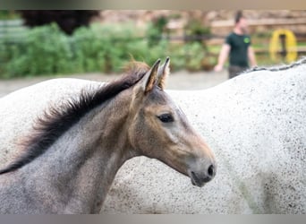 Holstein, Mare, Foal (03/2025), 16,1 hh, Gray