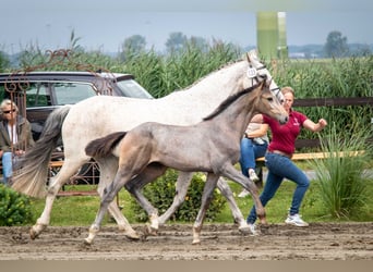 Holstein, Mare, Foal (03/2025), 16,1 hh, Gray