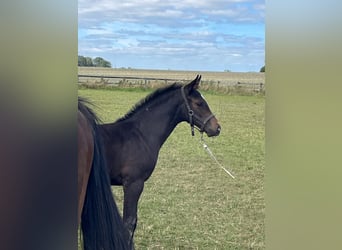 Holstein, Mare, Foal (06/2025), 16,2 hh, Bay-Dark