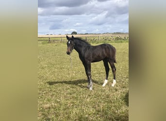 Holstein, Mare, Foal (06/2025), 16,2 hh, Bay-Dark