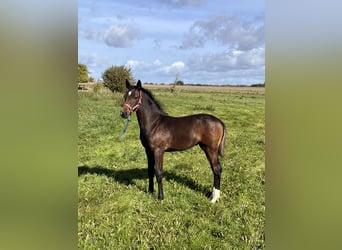 Holstein, Mare, Foal (06/2025), 16,2 hh, Bay-Dark