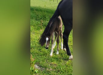 Holstein, Mare, Foal (06/2025), 16,2 hh, Brown