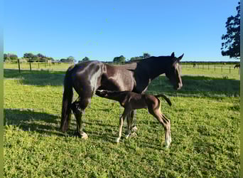 Holstein, Mare, Foal (06/2025), 16,2 hh, Brown