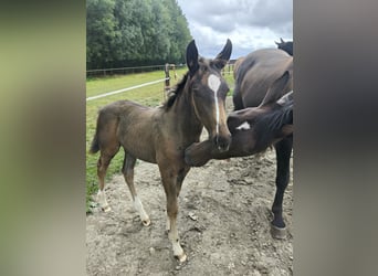 Holstein, Mare, Foal (06/2025), 16,2 hh, Brown