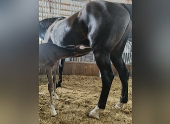 Holstein, Mare, Foal (06/2025), 16,2 hh, Brown