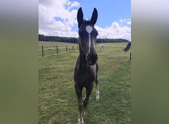Holstein, Mare, Foal (06/2025), 16,2 hh, Brown