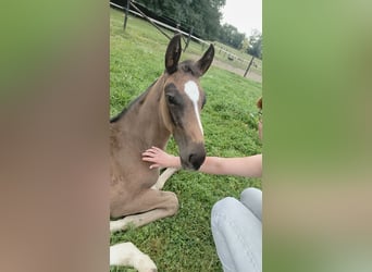 Holstein, Mare, Foal (06/2025), 16,2 hh, Brown