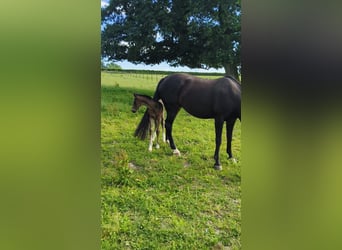 Holstein, Mare, Foal (06/2025), 16,2 hh, Brown