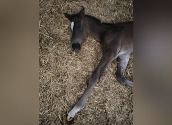 Holstein, Mare, Foal (06/2025), 16,2 hh, Brown