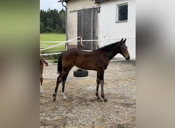 Holstein, Mare, Foal (03/2025), 16,3 hh, Brown