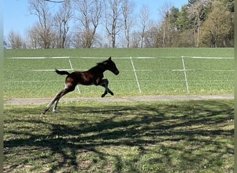 Holstein, Mare, Foal (03/2025), 16,3 hh, Brown