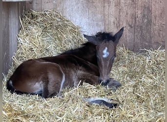 Holstein, Mare, Foal (03/2025), 16,3 hh, Brown