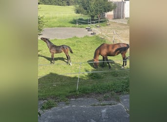 Holstein, Mare, Foal (03/2025), 16,3 hh, Brown