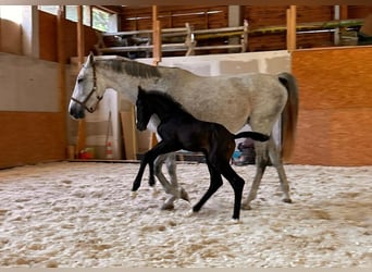 Holstein, Mare, Foal (05/2024), 17 hh, Can be white