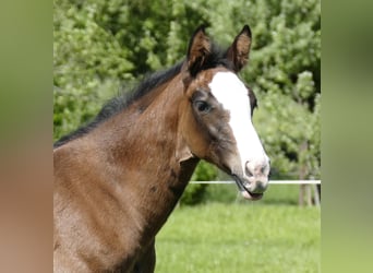 Holstein, Mare, , Bay-Dark