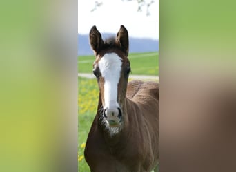Holstein, Mare, , Bay-Dark