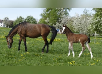 Holstein, Mare, , Bay-Dark