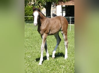 Holstein, Mare, , Bay-Dark