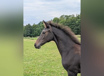 Holstein, Mare, Foal (04/2025), Bay-Dark