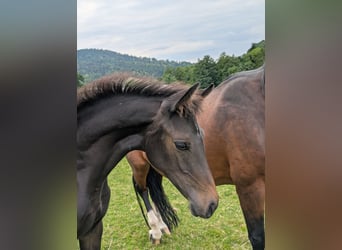 Holstein, Mare, Foal (04/2025), Bay-Dark