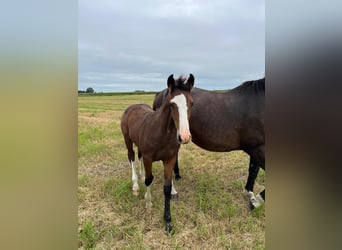 Holstein, Mare, Foal (05/2025), Bay-Dark