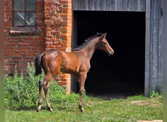 Holstein Mix, Mare, Foal (05/2026), Bay-Dark