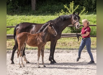 Holstein, Mare, Foal (03/2024), Bay-Dark