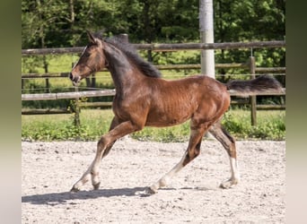 Holstein, Mare, Foal (03/2024), Bay-Dark