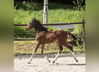 Holstein, Mare, Foal (03/2024), Bay-Dark