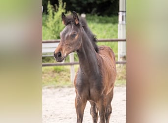 Holstein, Mare, Foal (04/2024), Bay-Dark