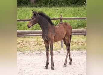 Holstein, Mare, Foal (04/2024), Bay-Dark