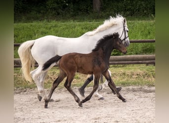 Holstein, Mare, Foal (04/2024), Bay-Dark