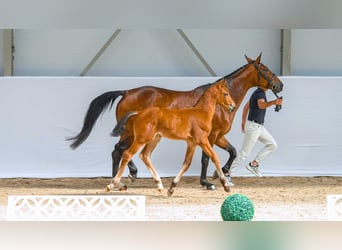 Holstein, Mare, Foal (04/2026), Bay