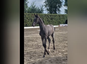 Holstein, Mare, Foal (04/2025), Black