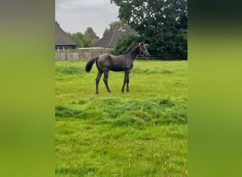 Holstein, Mare, Foal (04/2025), Black
