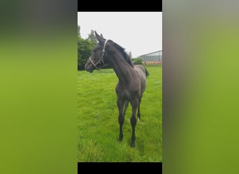 Holstein, Mare, Foal (04/2025), Black