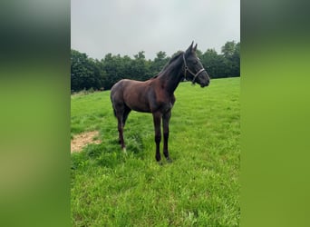 Holstein, Mare, Foal (04/2025), Black