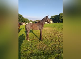 Holstein, Mare, Foal (04/2025), Black