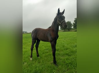Holstein, Mare, Foal (04/2025), Black