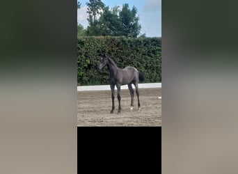 Holstein, Mare, Foal (04/2025), Black