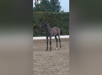 Holstein, Mare, Foal (04/2025), Black