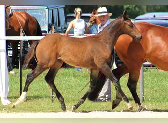 Holstein, Mare, Foal (03/2025), Brown